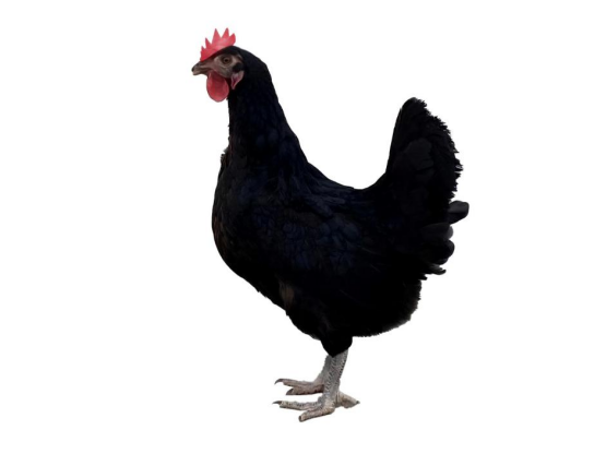 image.png
